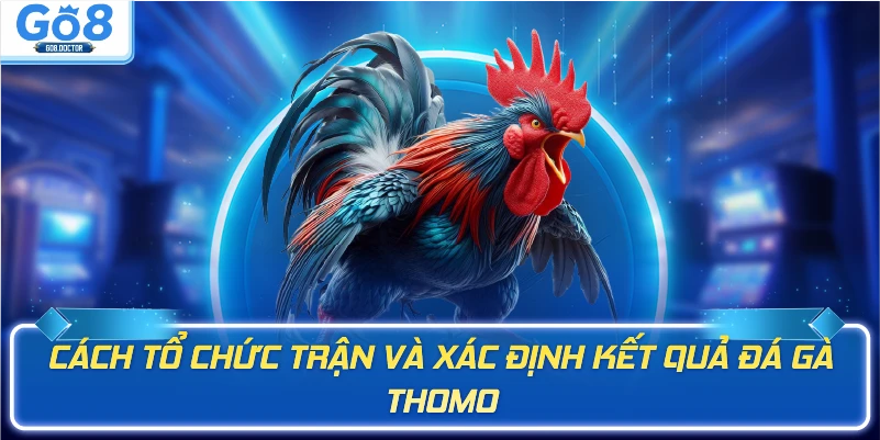 Cách tổ chức trận và xác định kết quả đá gà Thomo