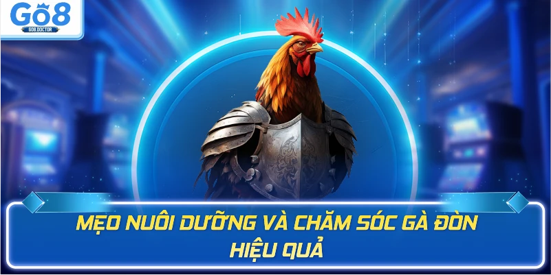 Mẹo nuôi dưỡng và chăm sóc gà đòn hiệu quả